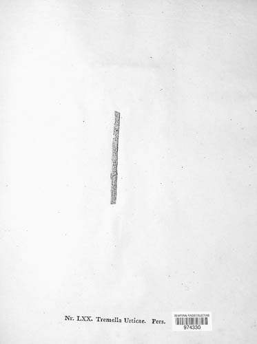 Calloria urticae image